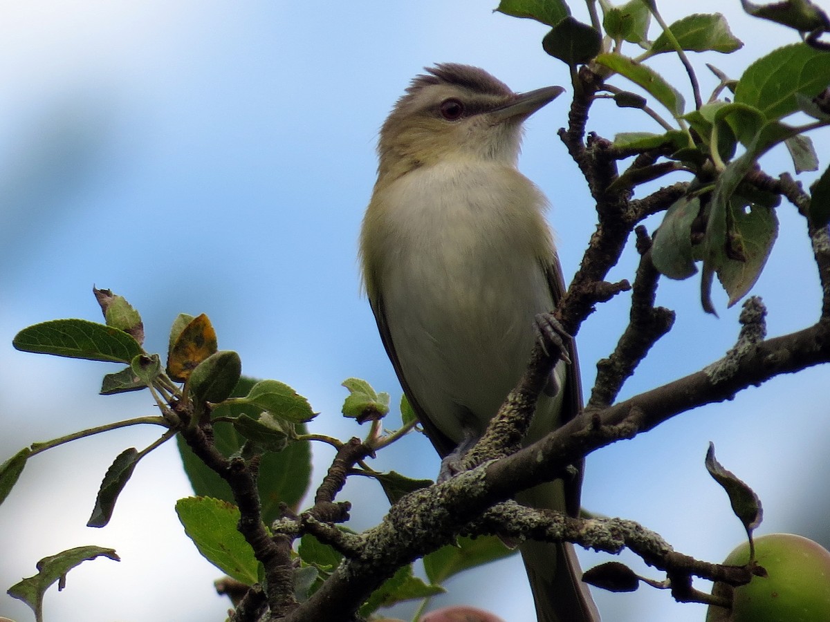 Red-eyed Vireo - Stefan Townsend