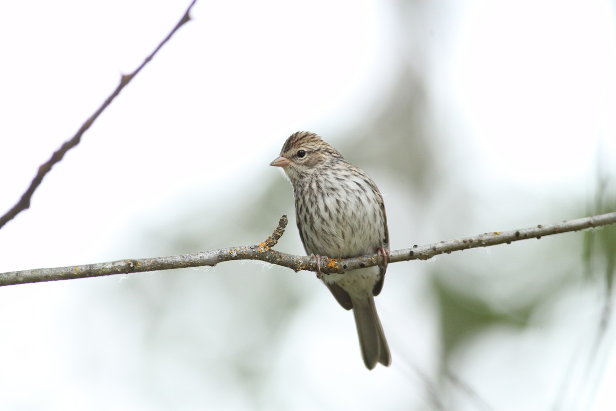 Chipping Sparrow - Logan Lalonde