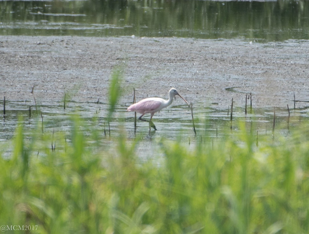 Roseate Spoonbill - Mary Catherine Miguez