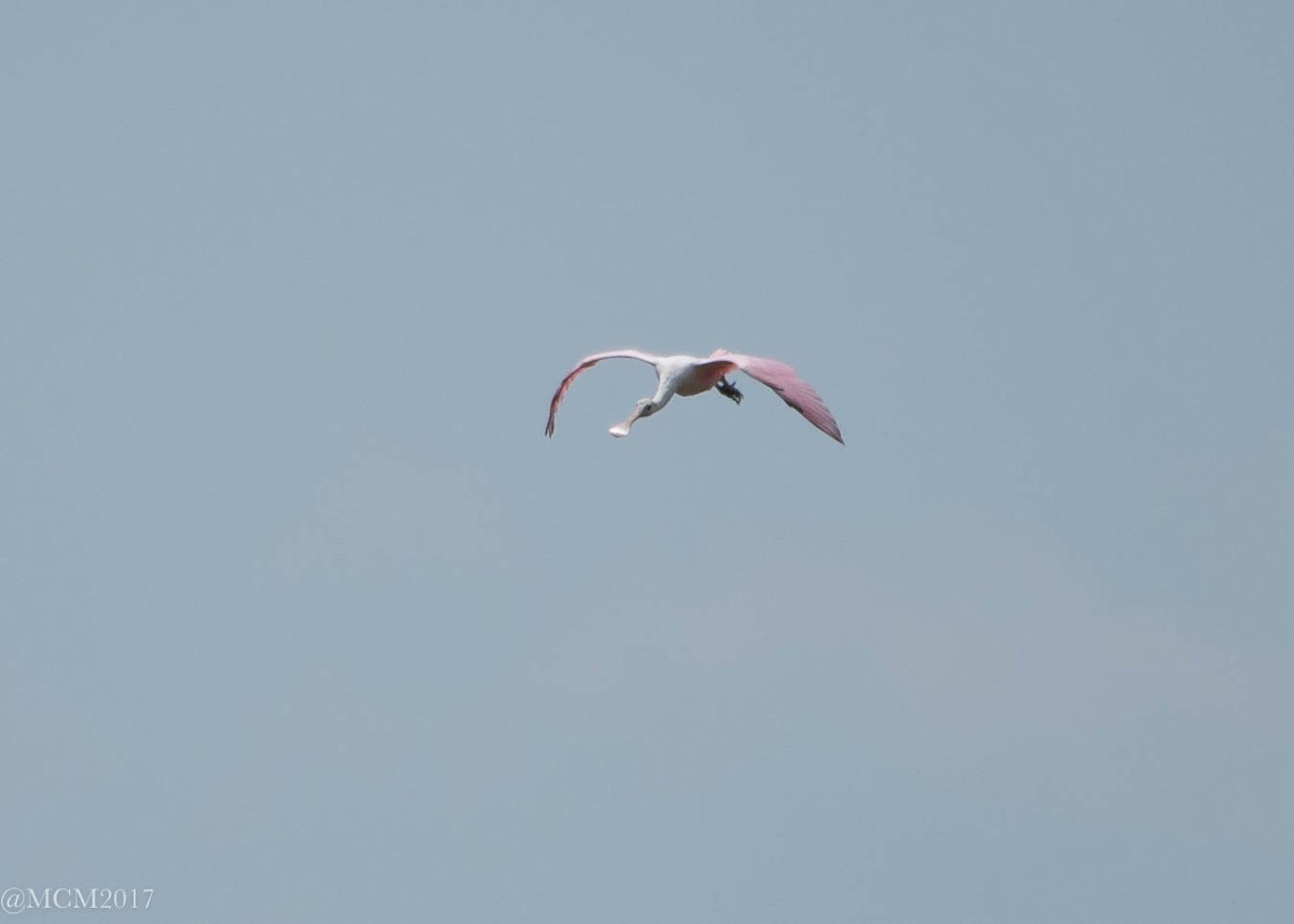 Roseate Spoonbill - Mary Catherine Miguez