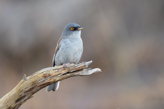 Yellow-eyed Junco