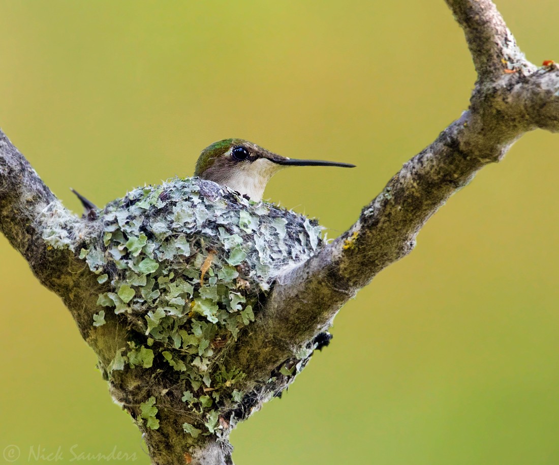 Ruby-throated Hummingbird - Nick Saunders