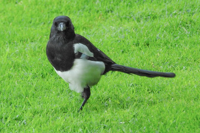 Eurasian Magpie - eBird