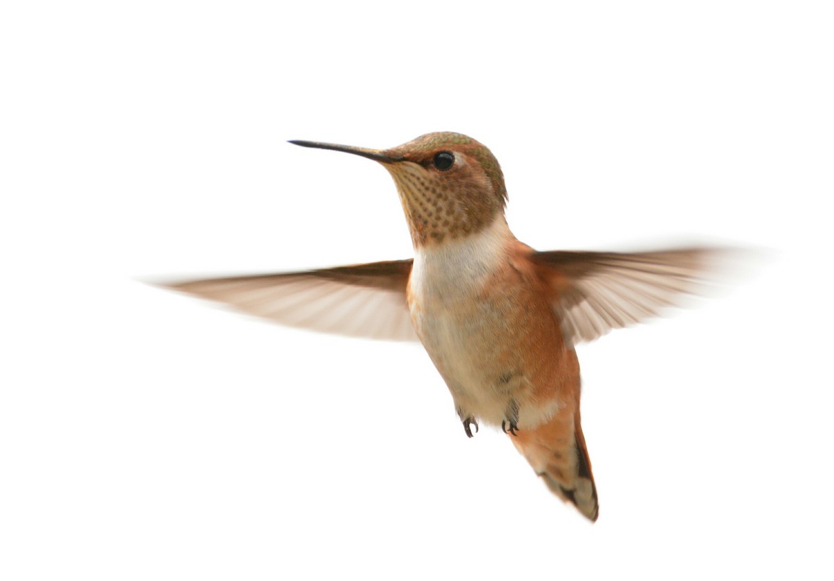 Rufous Hummingbird - ML63848561