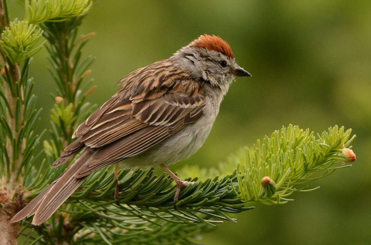 Chipping Sparrow - Christopher Clark