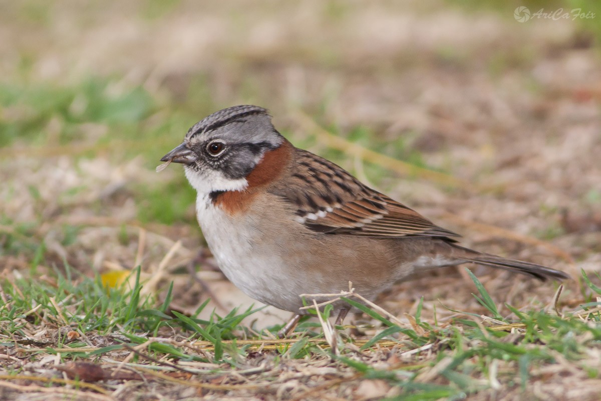 Rufous-collared Sparrow (Rufous-collared) - ML63850541