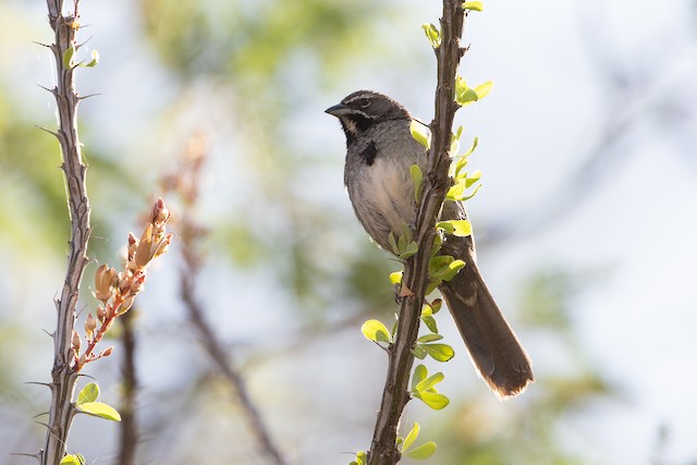 Five-striped Sparrow