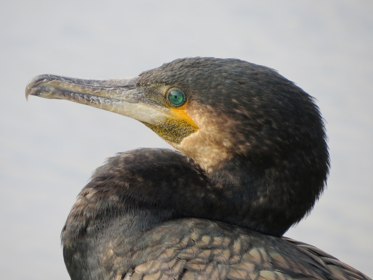 Great Cormorant - B C