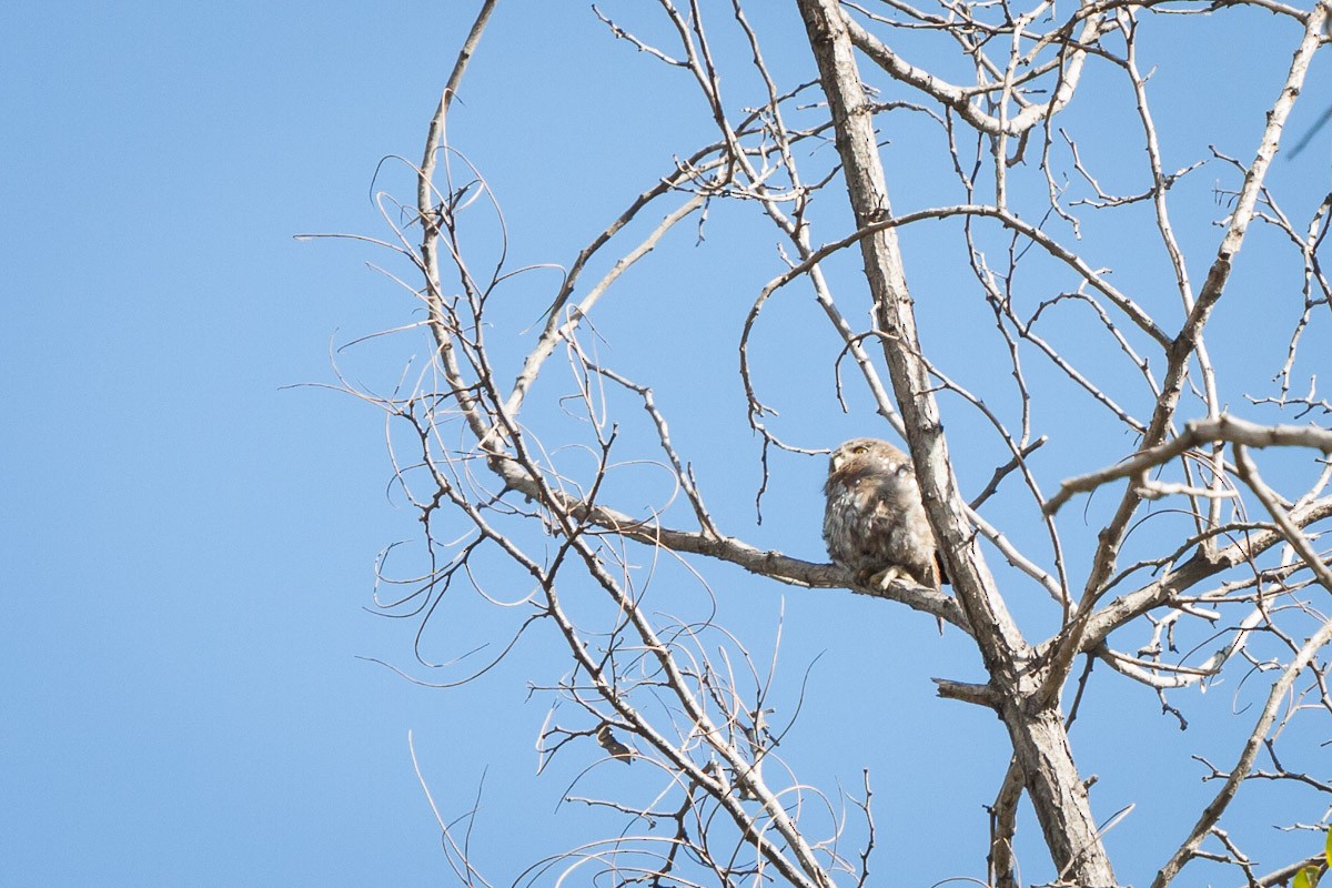 Austral Pygmy-Owl - ML63854901