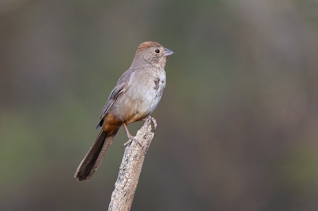 Canyon Towhee