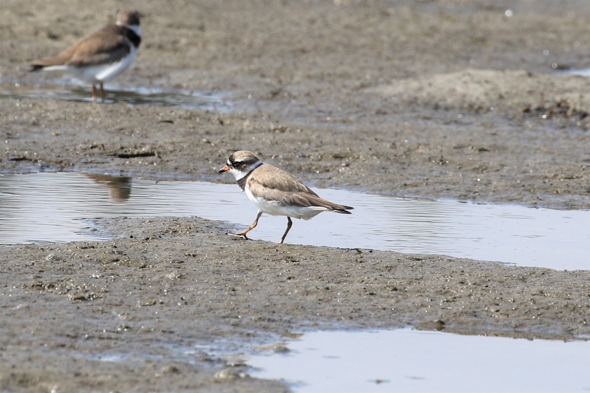 Semipalmated Plover - ML63857131