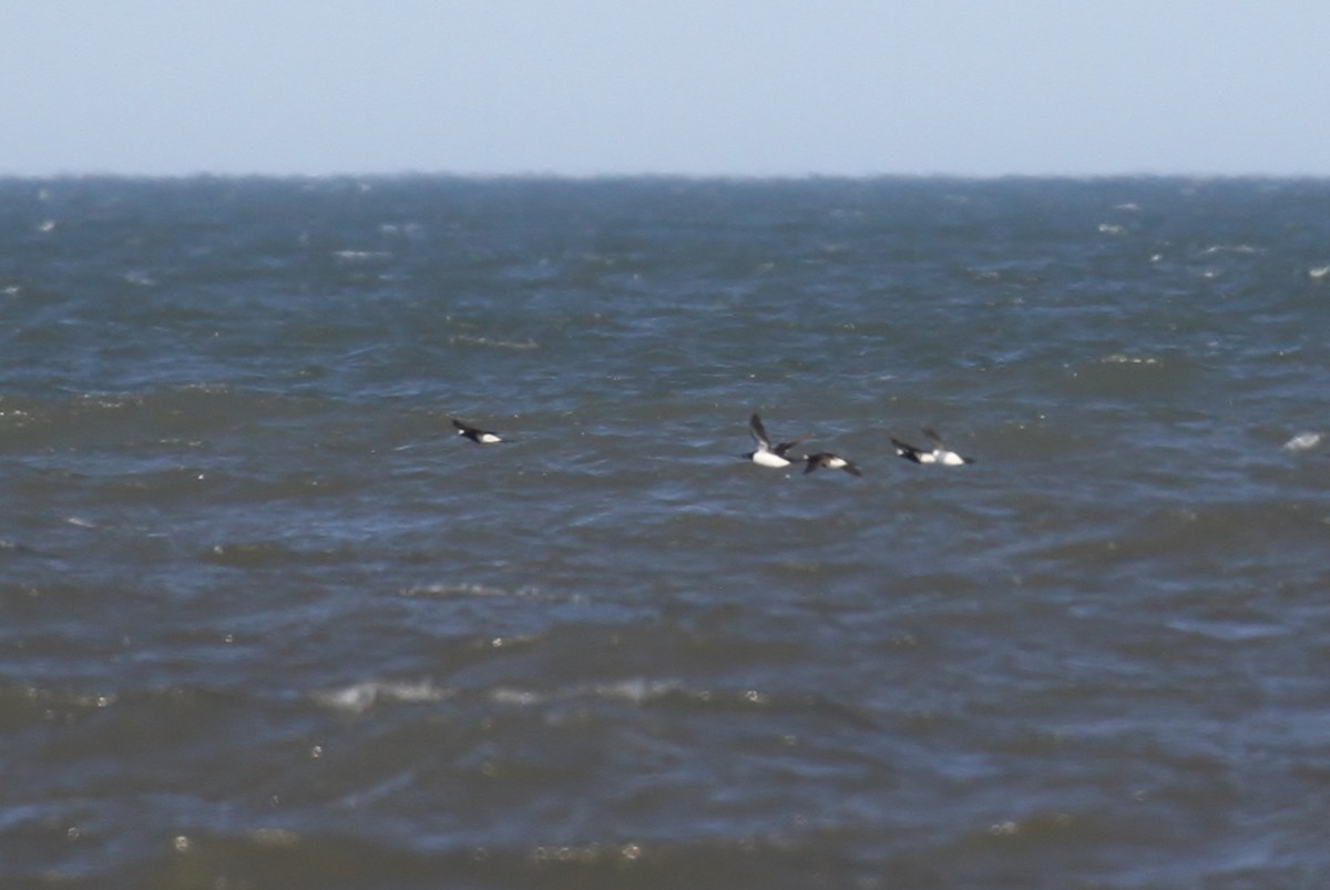 Thick-billed Murre - ML63857691