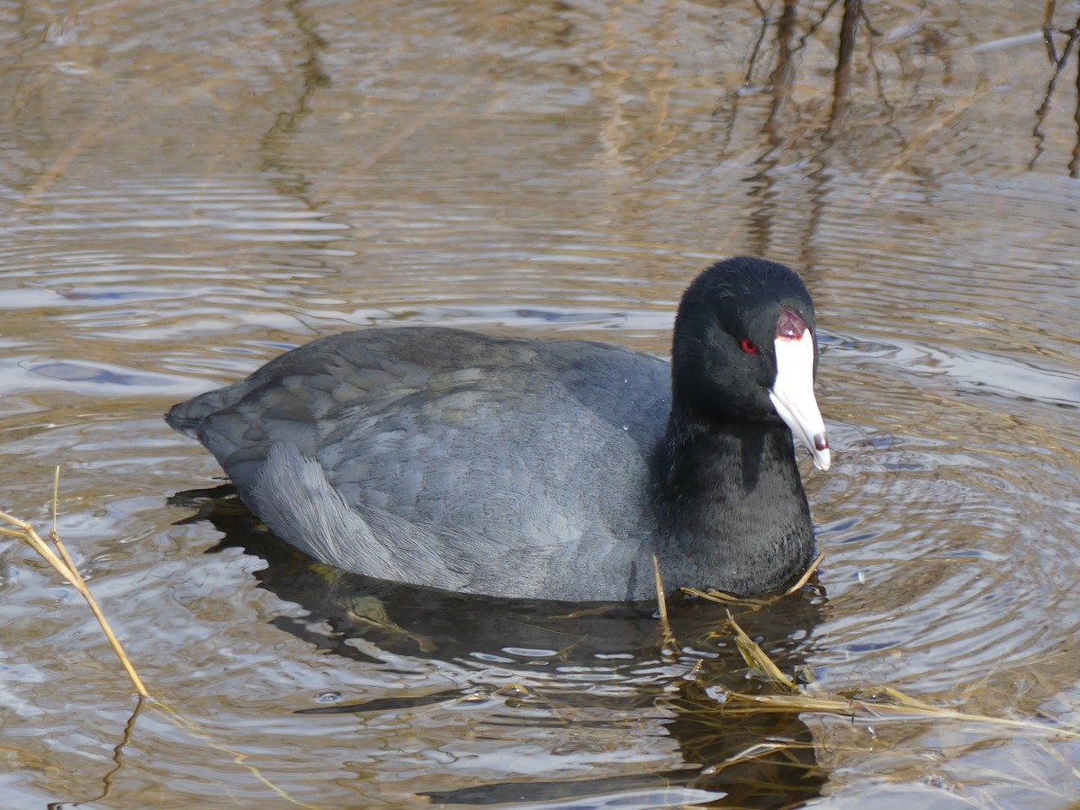 American Coot (Red-shielded) - ML63858731
