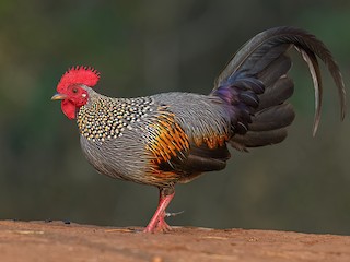  - Gray Junglefowl