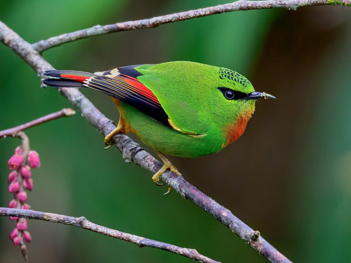 Fire-tailed Myzornis - Myzornis pyrrhoura - Birds of the World