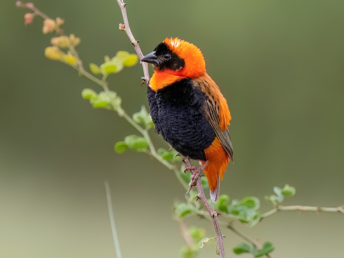 Dragon semi permanent tattoo - Etsy México, image size:1200x900