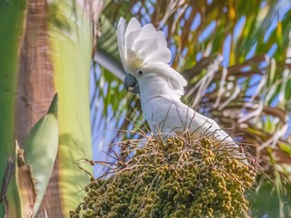 White Cockatoo - Cacatua alba - Birds of the World