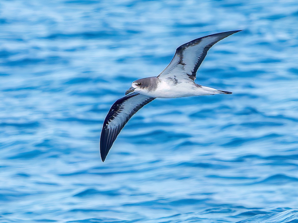 Galapagos Petrel - Pterodroma phaeopygia - Birds of the World