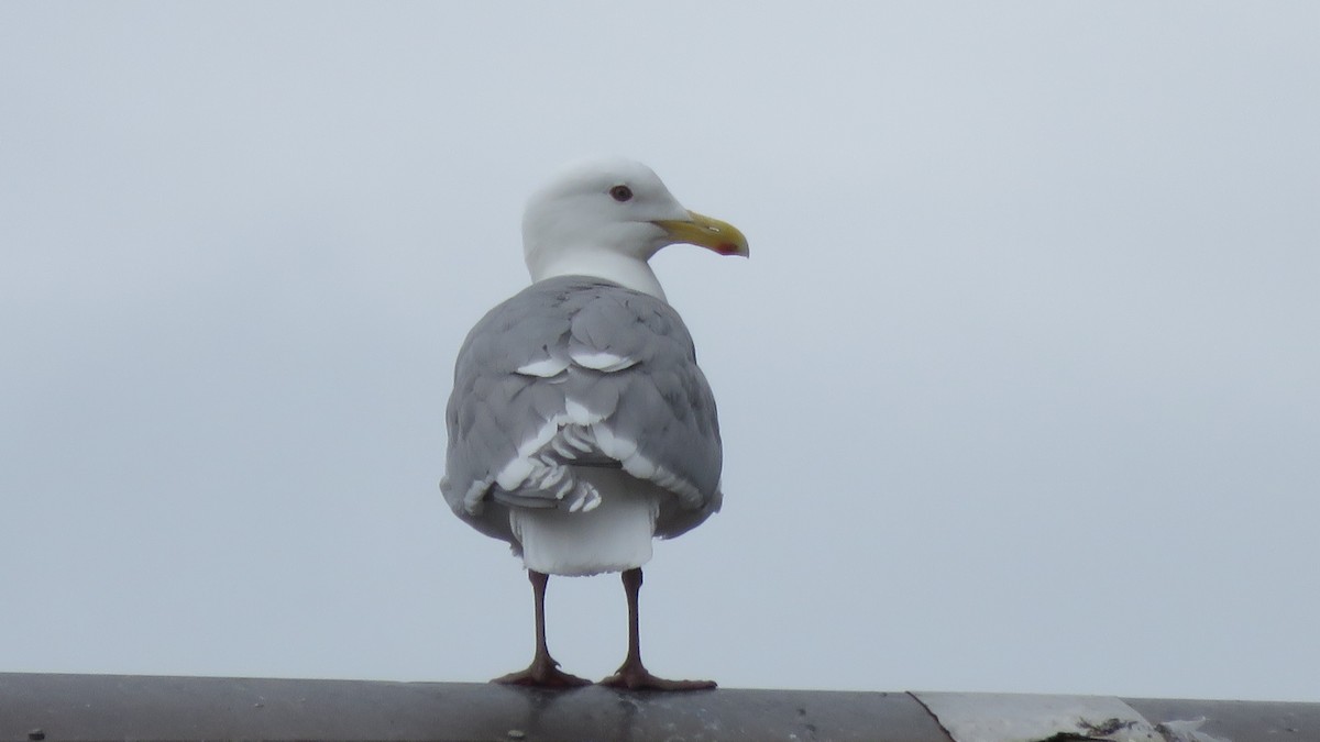 Glaucous-winged Gull - Elsie Schwing