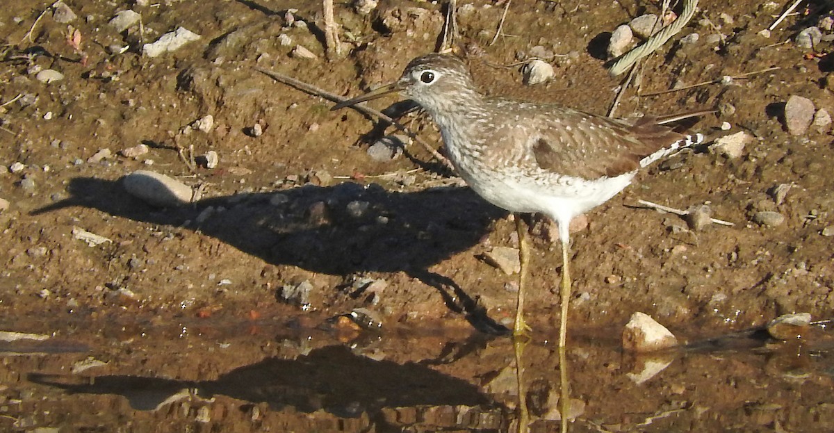 Solitary Sandpiper - Mary Brown