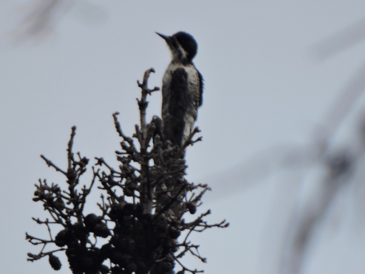 Black-backed Woodpecker - Nick Newberry