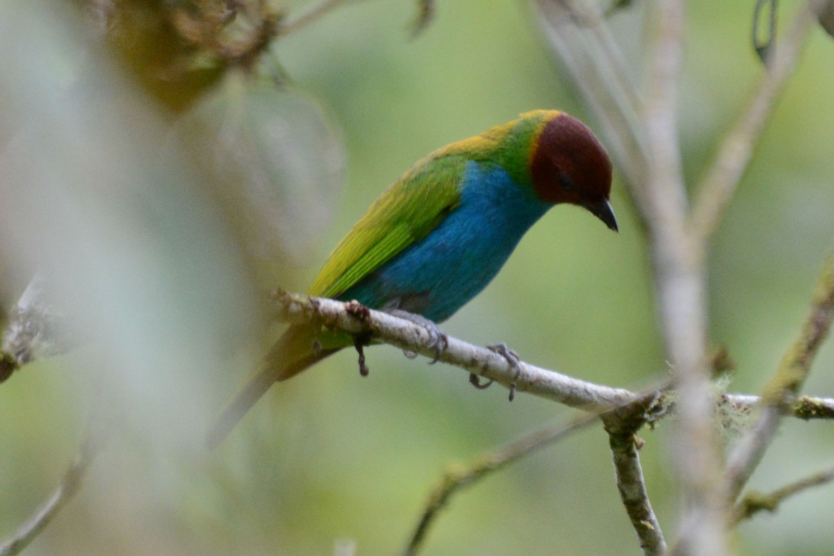 Bay-headed Tanager - ML63865151