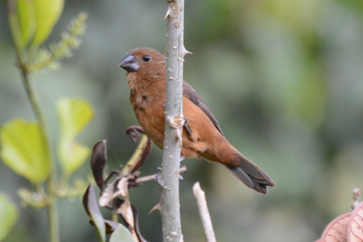 Thick-billed Seed-Finch - ML63865261