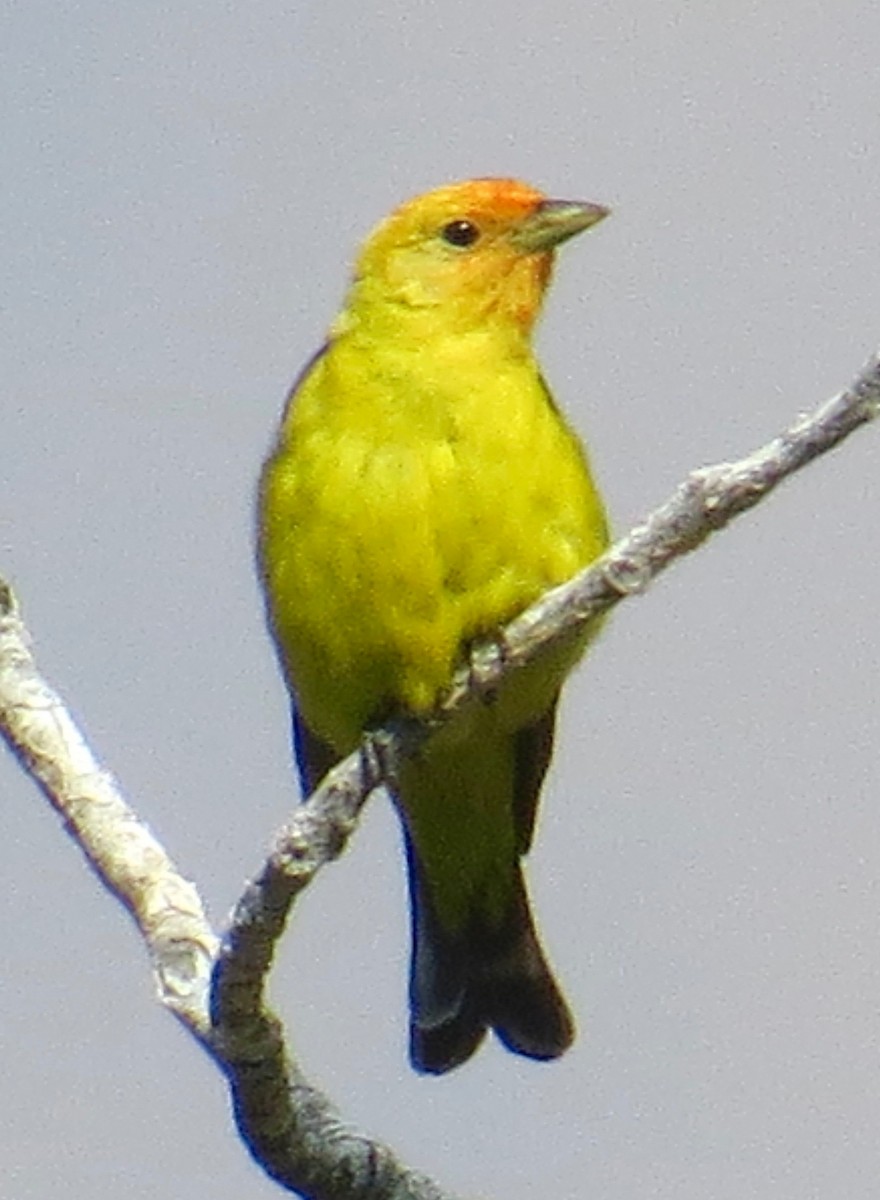 Western Tanager - Don Glasco