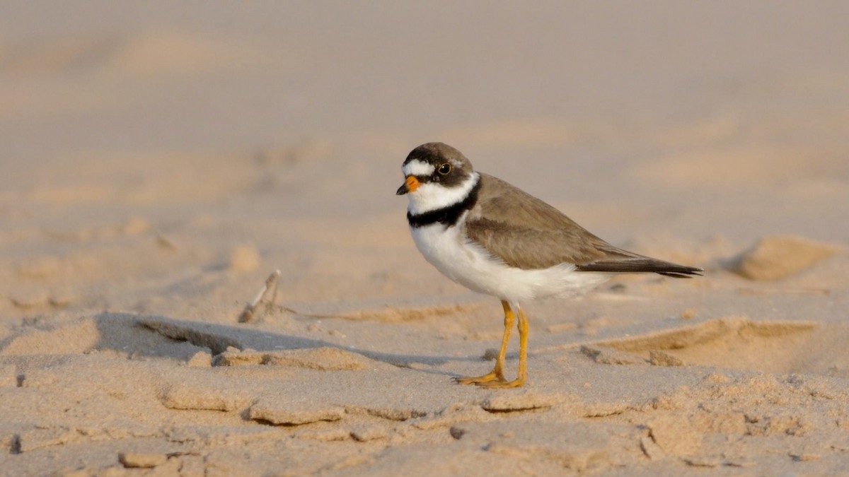 Semipalmated Plover - André Couture