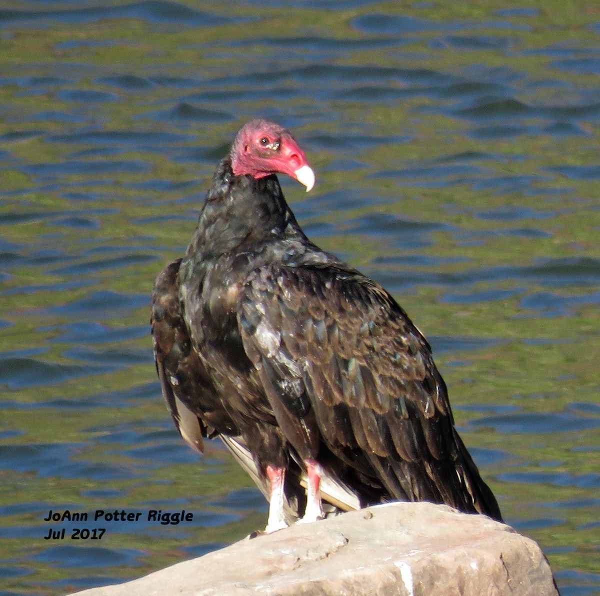 Turkey Vulture - ML63866531
