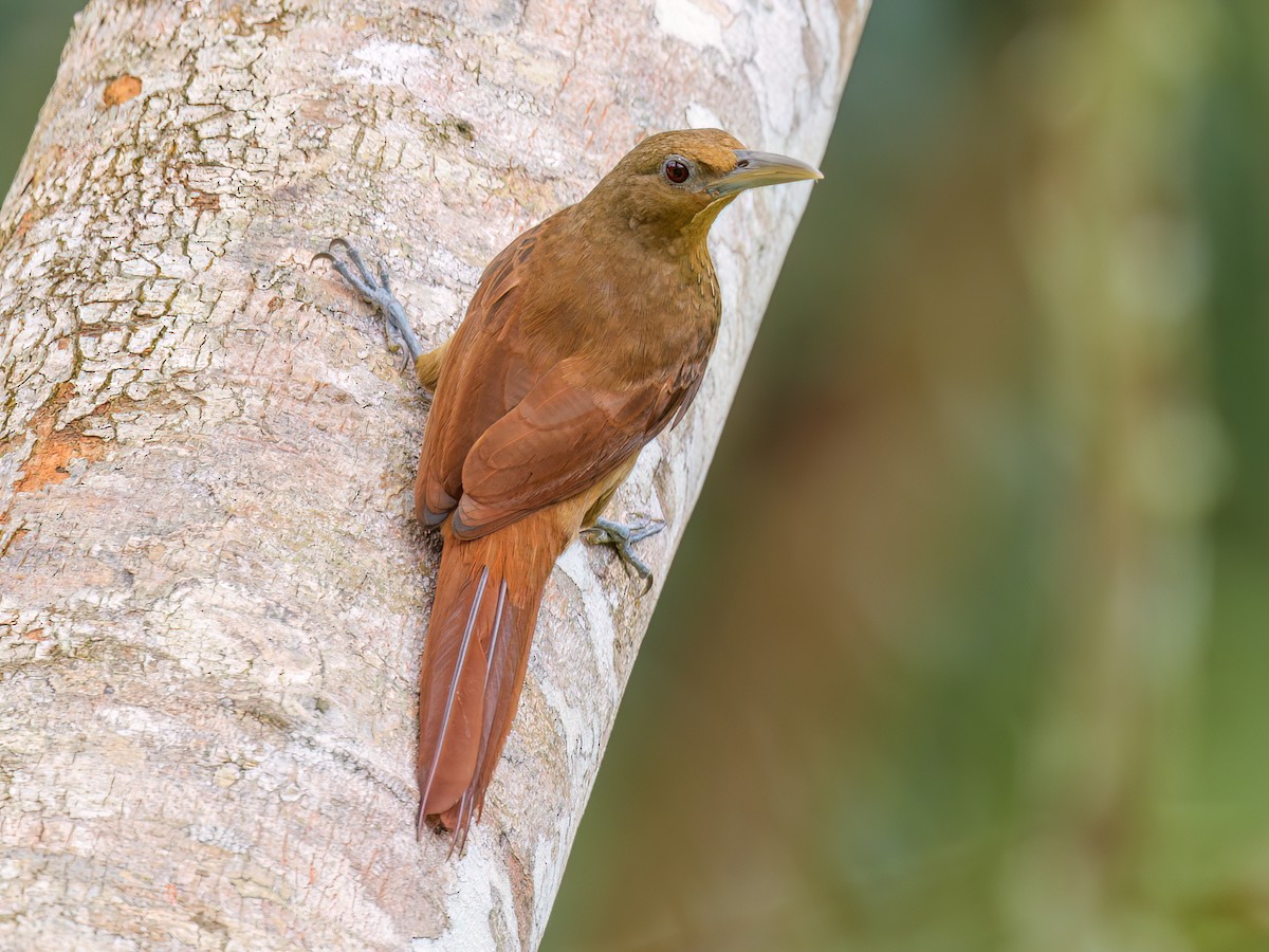 Cinnamon-throated Woodcreeper - Dendrexetastes rufigula - Birds of the ...