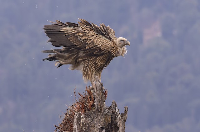 Himalayan Griffon ML638714362