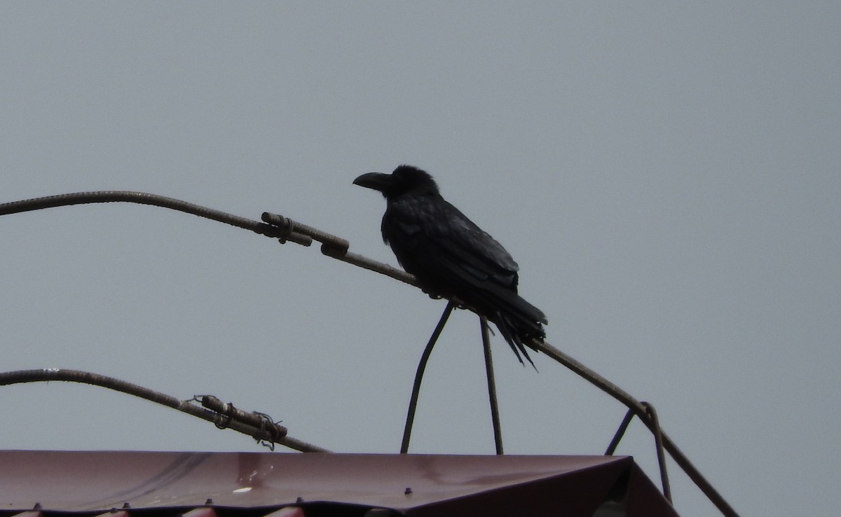 Large-billed Crow - ML63873001