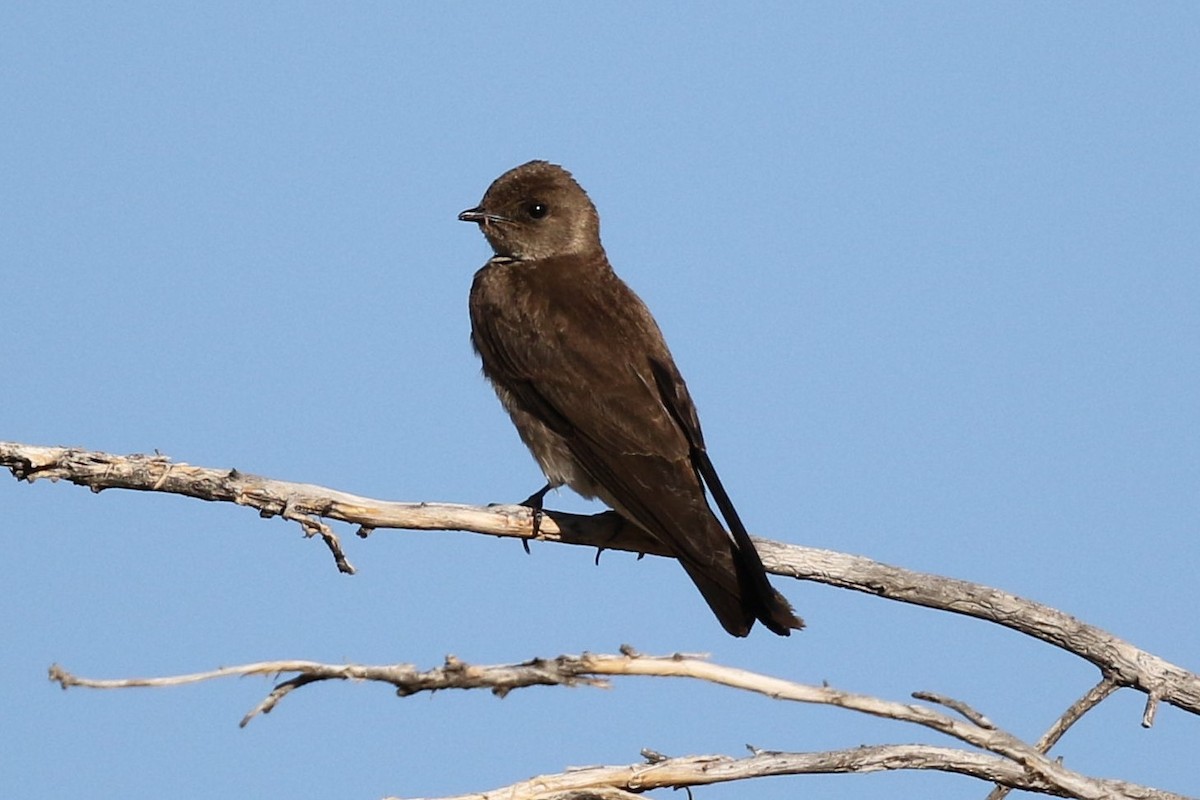 Northern Rough-winged Swallow - Bob Friedrichs