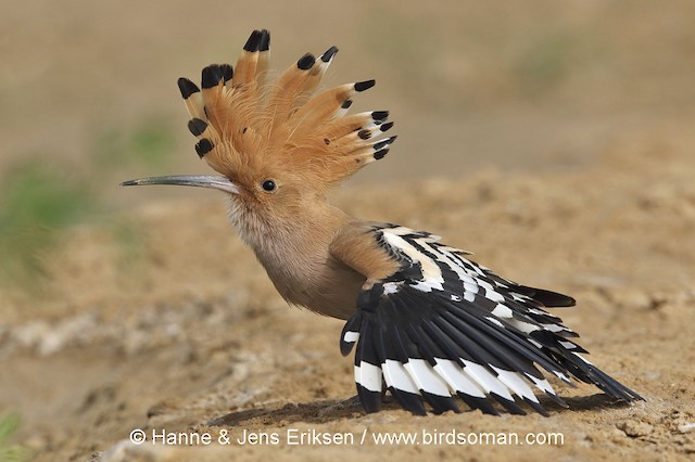 Adult in "Spread-Eagle" Sunbathing Position. - Eurasian Hoopoe (Eurasian) - 