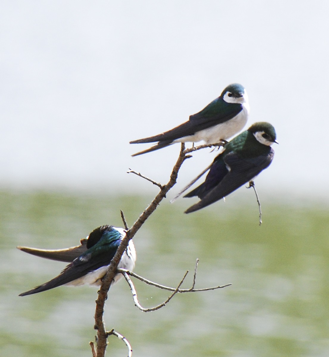 Violet-green Swallow - Van Truan