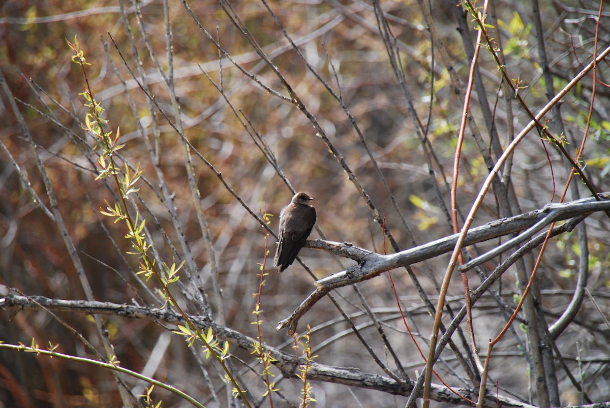 Northern Rough-winged Swallow - Van Truan