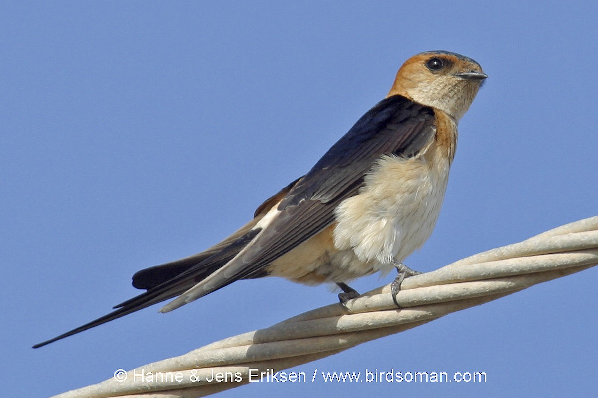 Red-rumped Swallow - ML63876141