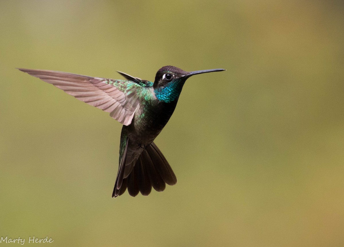 Rivoli's Hummingbird - Marty Herde