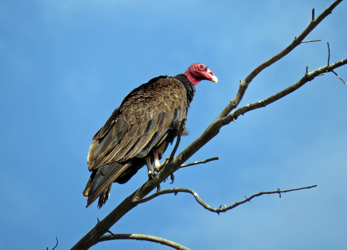 Turkey Vulture - Rod Higbie