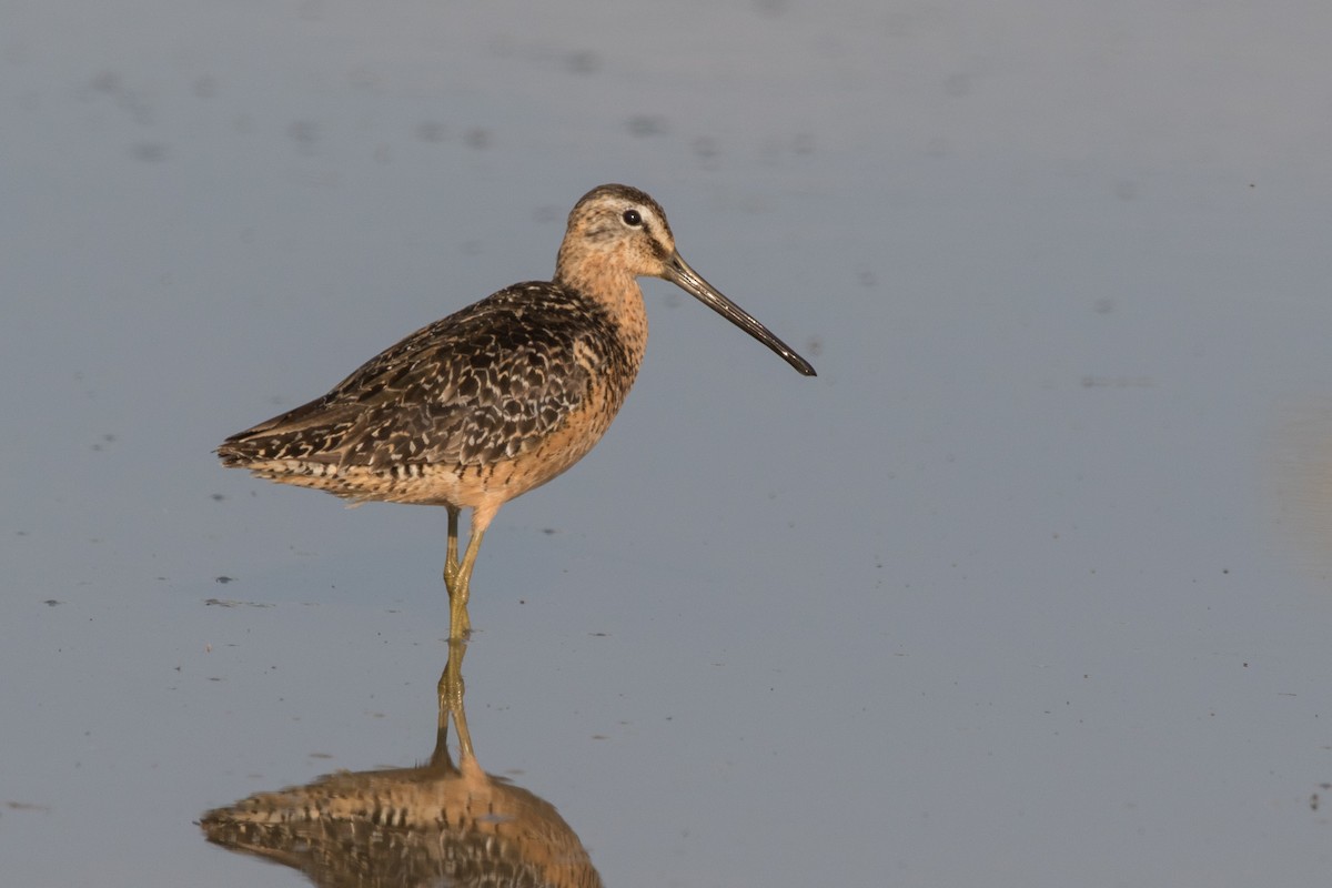 Long-billed Dowitcher - ML63879761
