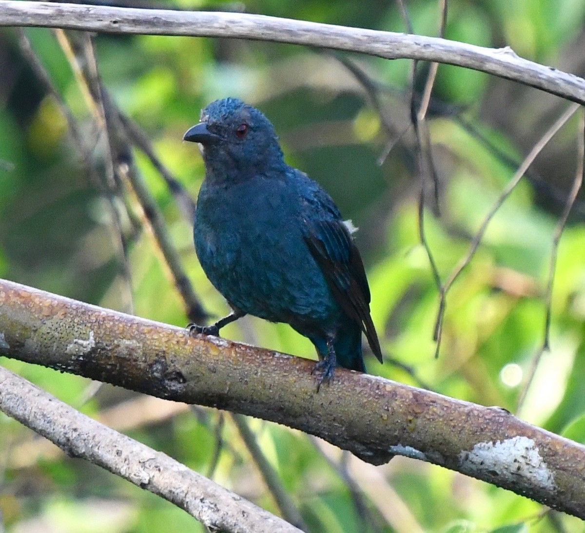 Asian Fairy-bluebird - marcel finlay