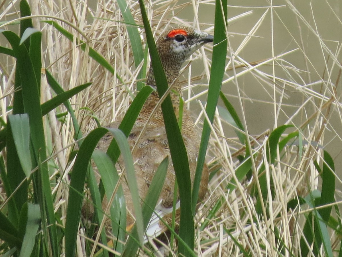 Ebird Checklist Jun Adak Island Contractor Camp Marsh