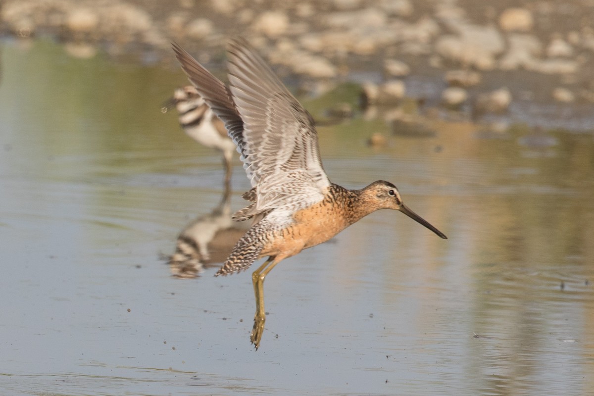 Long-billed Dowitcher - ML63880611