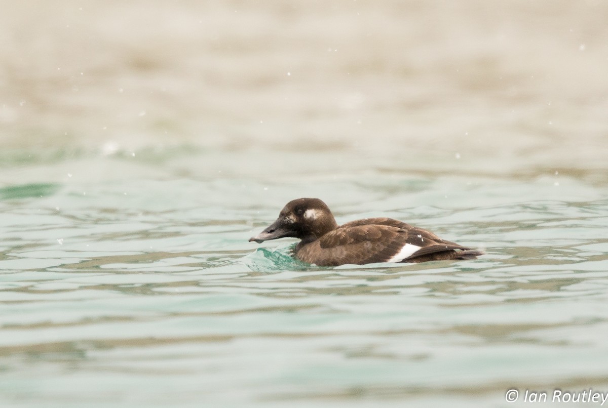 White-winged Scoter - Ian Routley