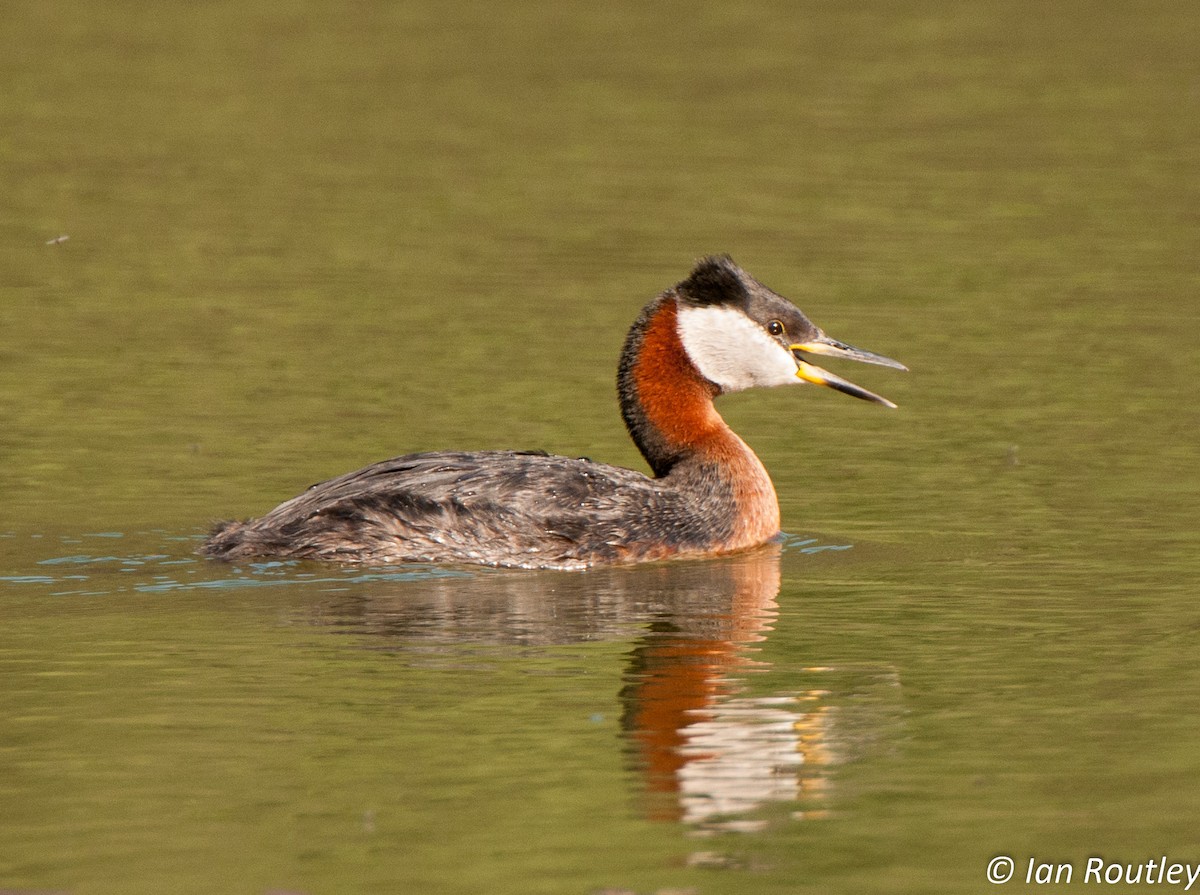 Red-necked Grebe - ML63881801