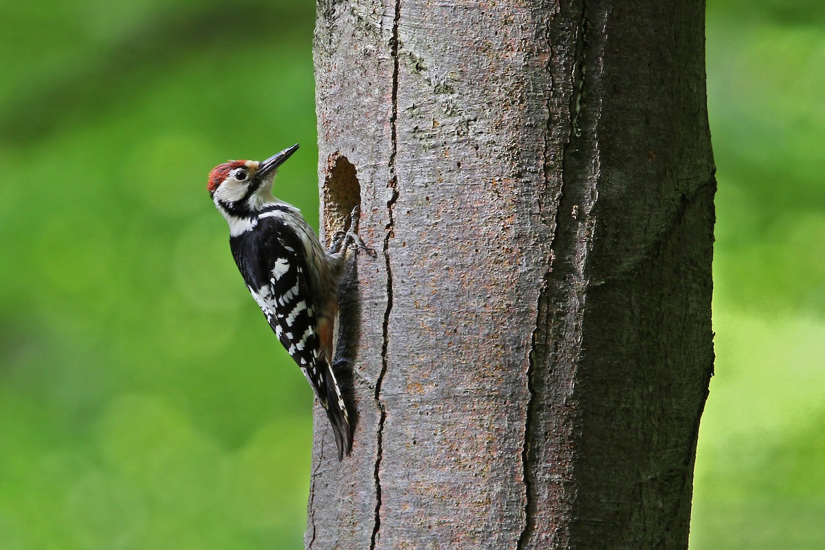 White-backed Woodpecker - Christoph Moning