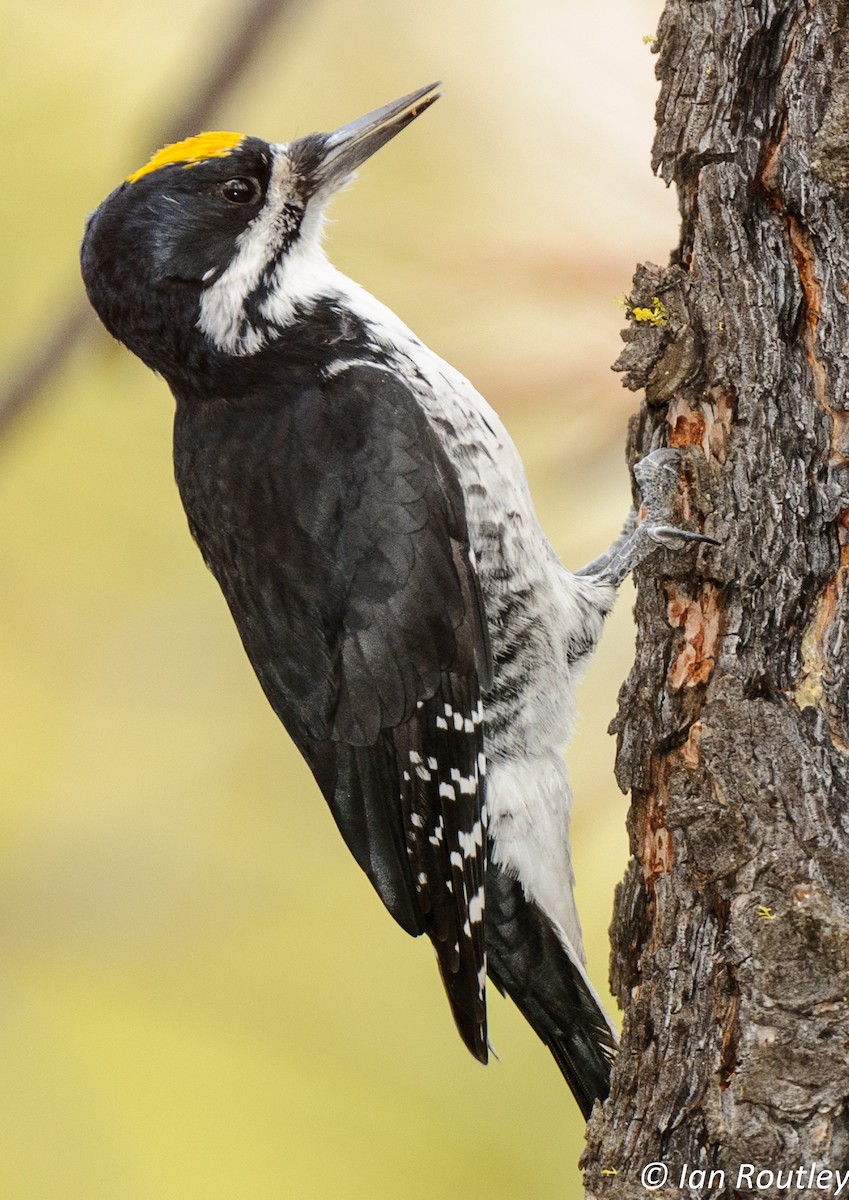 Black-backed Woodpecker - Ian Routley