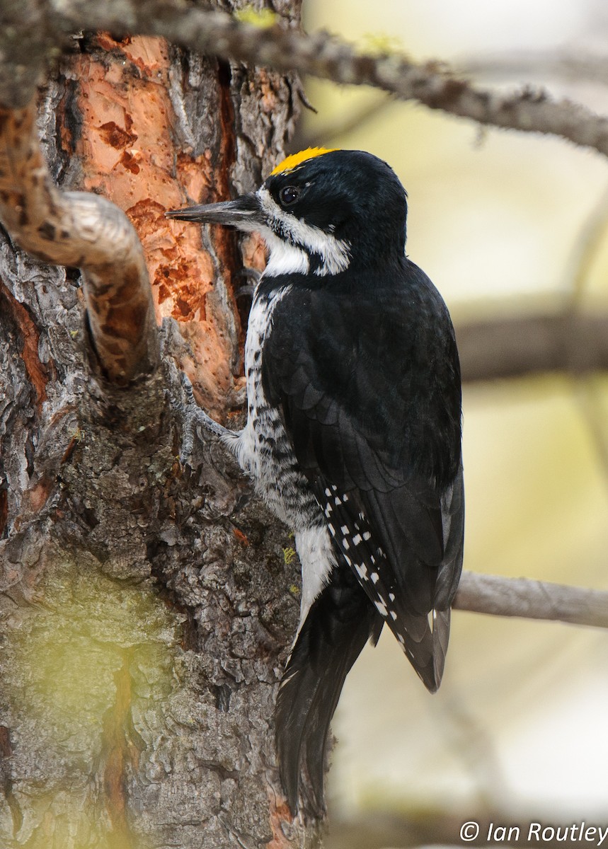 Black-backed Woodpecker - ML63883551