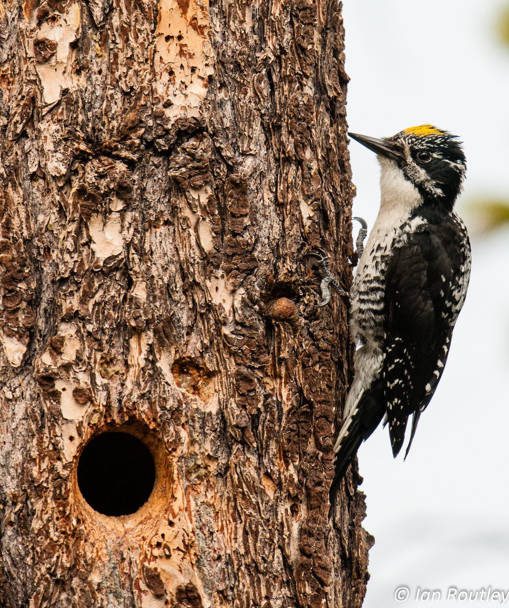 American Three-toed Woodpecker - Ian Routley